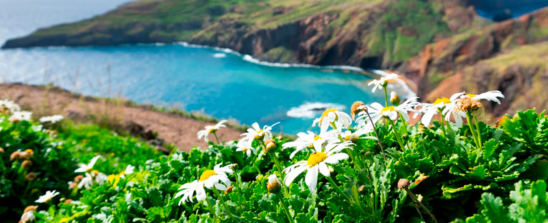 Spring flowers in Madeira by the sea during Flower Festival season