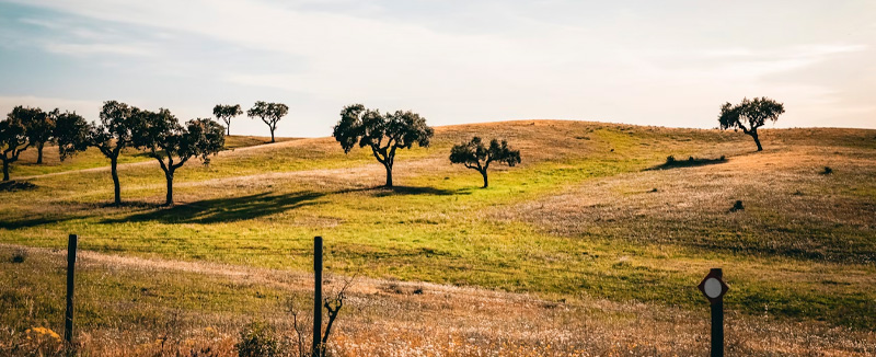 Green field with low trees and a fence, rural scenery in Portugal
