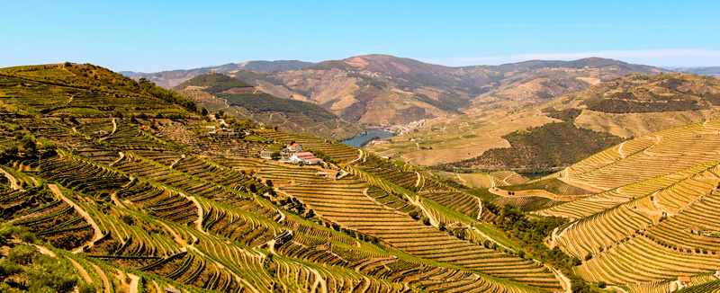 green landscape of vineyards in the Douro on a sunny day, with the river winding through the hills in the background