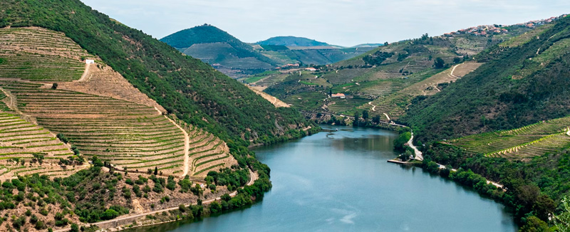 Landscape of the Douro River winding through the lush green valley of the Douro region
