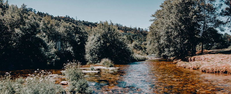 River winding through a lush green forest in Portugal, surrounded by nature